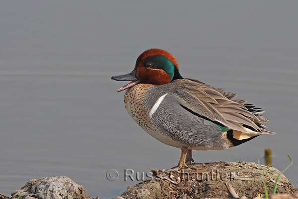 Green-winged Teal © Russ Chantler